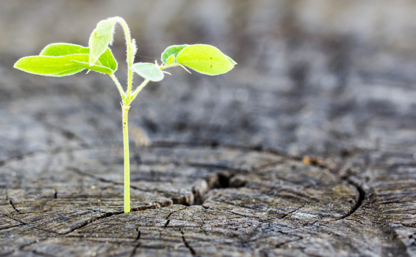 The concept of business growth .