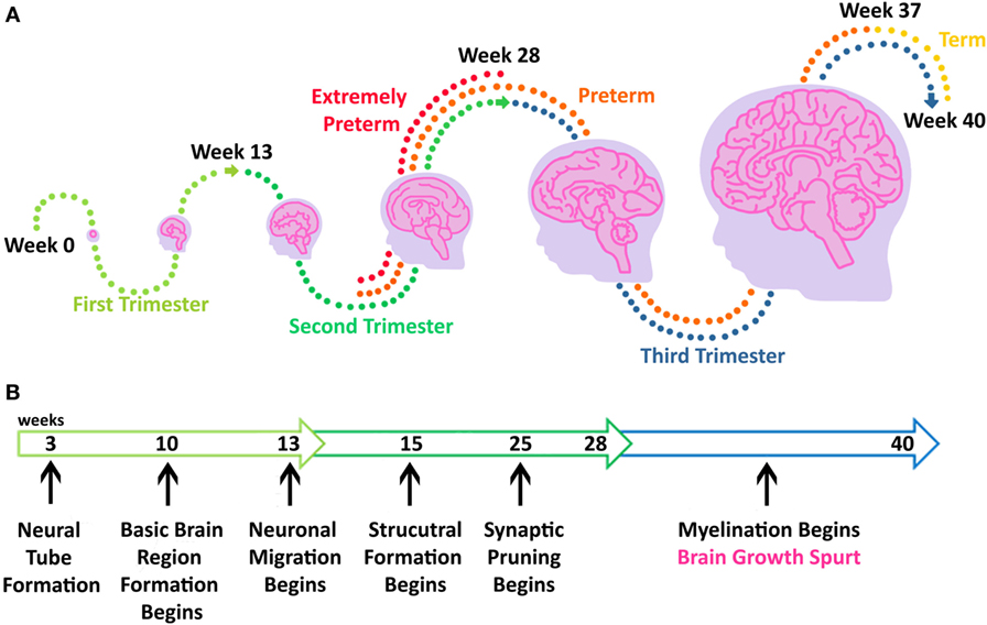 brain structure